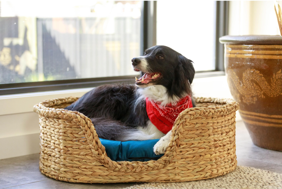 Premium Woven Water Hyacinth Pet House – Elegant Design for Hotels & Resorts