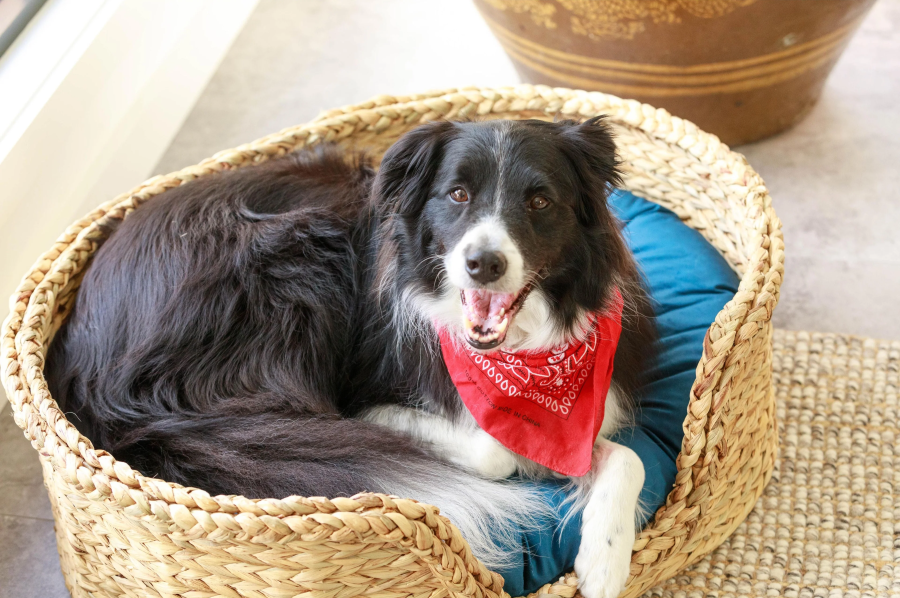 Woven-Water-Hyacinth-Pet-House